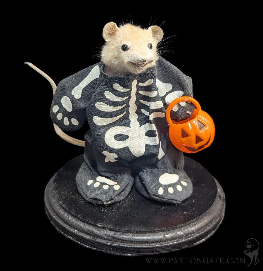 New Arrivals, Oddities & Natural History | Paxton Gate