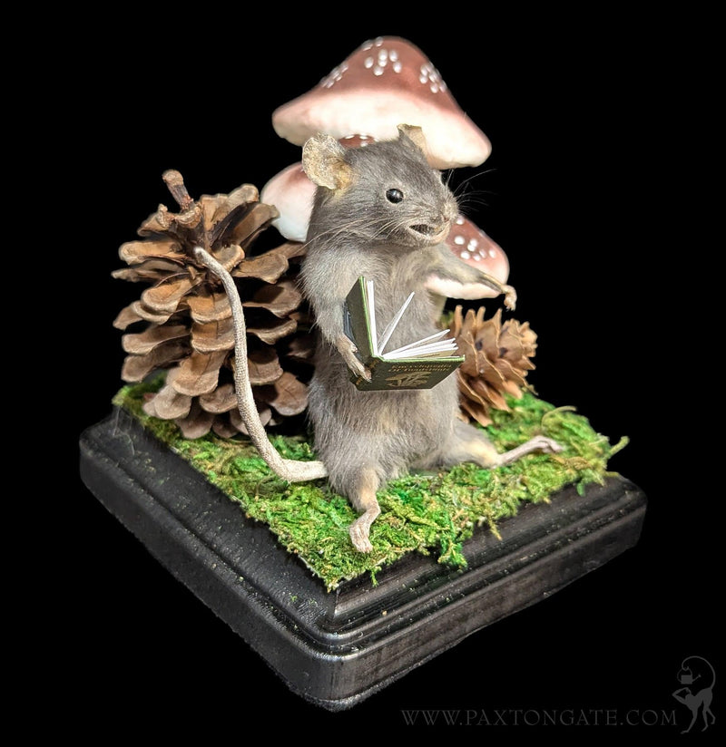 Toadstool Mouse Taxidermy-Taxidermy-Classic mouse parade-PaxtonGate