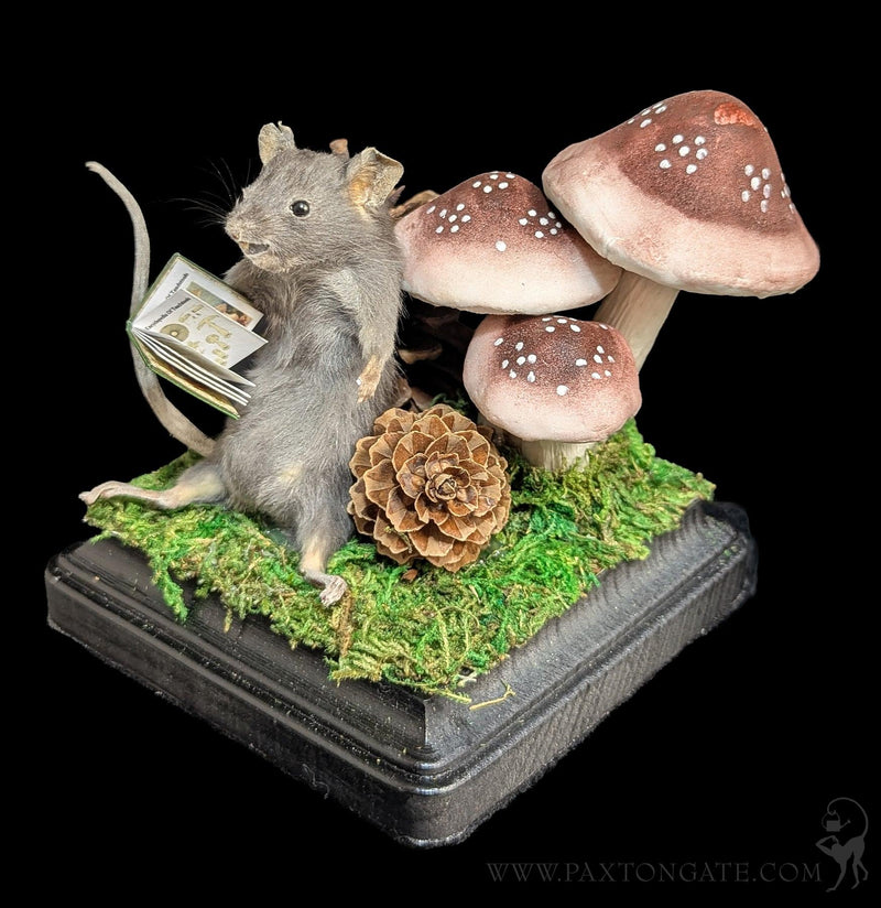 Toadstool Mouse Taxidermy-Taxidermy-Classic mouse parade-PaxtonGate