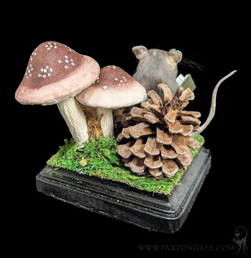 Toadstool Mouse Taxidermy-Taxidermy-Classic mouse parade-PaxtonGate