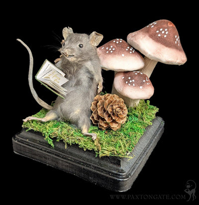 Toadstool Mouse Taxidermy-Taxidermy-Classic mouse parade-PaxtonGate