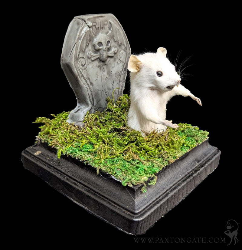 Zombie Taxidermy Mouse-Taxidermy-Classic mouse parade-PaxtonGate