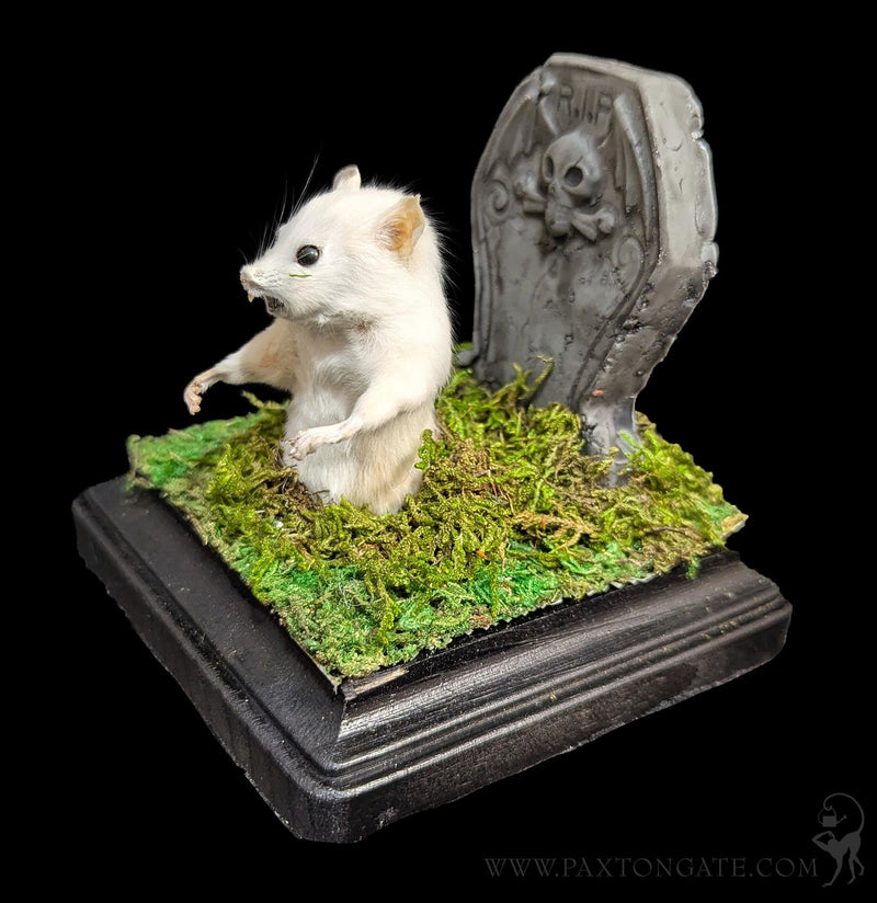 Zombie Taxidermy Mouse-Taxidermy-Classic mouse parade-PaxtonGate