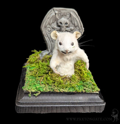 Zombie Taxidermy Mouse-Taxidermy-Classic mouse parade-PaxtonGate