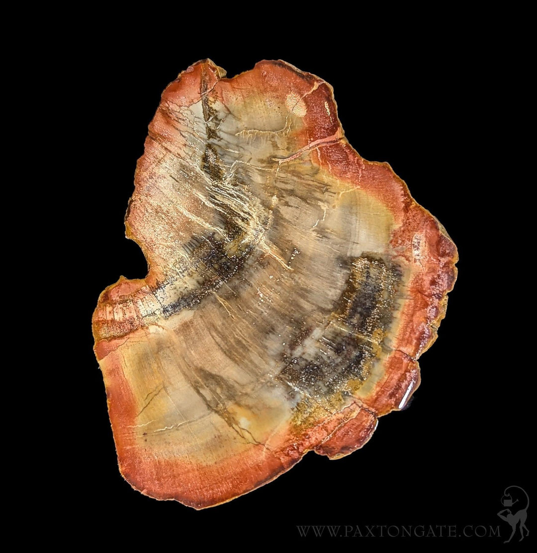 Petrified Wood Slice For Sale | Paxton Gate