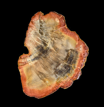 Petrified Wood Slice-Minerals-Madagascar Treasures-PaxtonGate