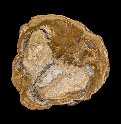 Petrified Wood Slice-Minerals-Madagascar Treasures-PaxtonGate