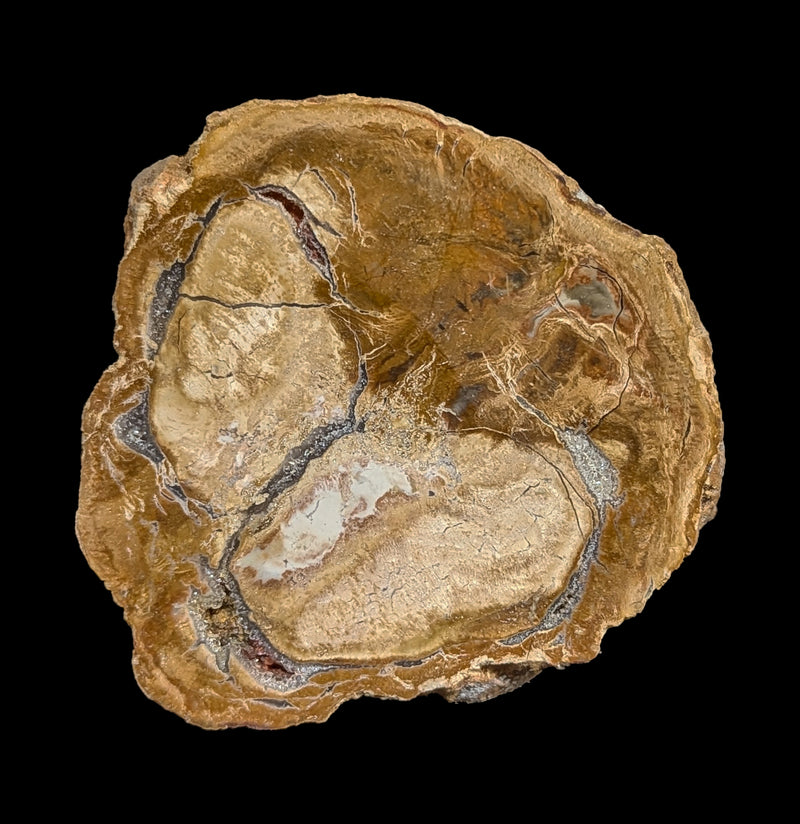 Petrified Wood Slice-Minerals-Madagascar Treasures-PaxtonGate