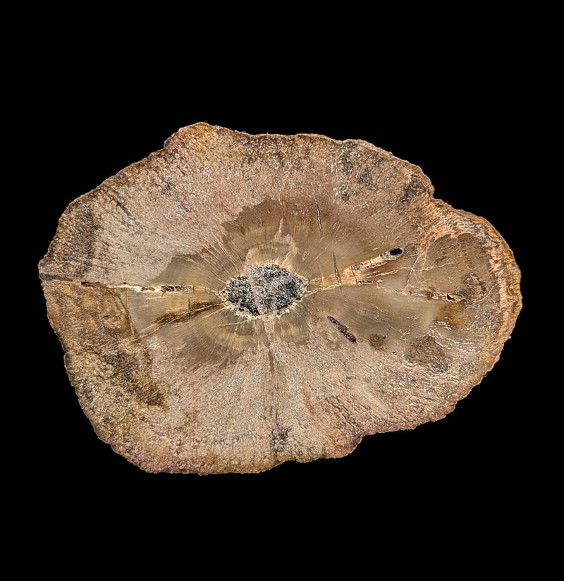 Petrified Wood Slice-Minerals-Madagascar Treasures-PaxtonGate