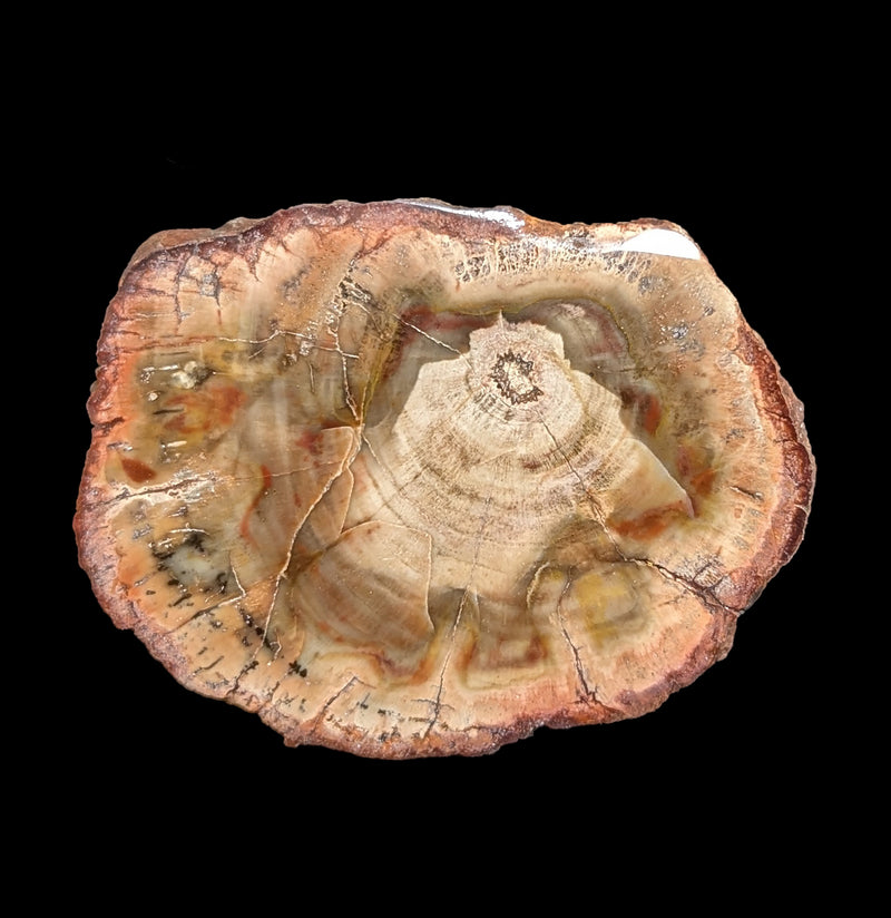 Petrified Wood Slice-Minerals-Madagascar Treasures-PaxtonGate