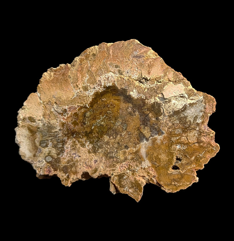 Petrified Wood Slice-Minerals-Madagascar Treasures-PaxtonGate