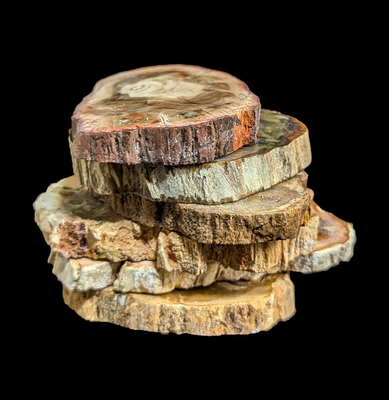 Petrified Wood Slice-Minerals-Madagascar Treasures-PaxtonGate