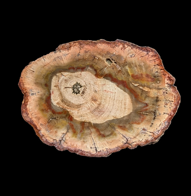 Petrified Wood Slice-Minerals-Madagascar Treasures-PaxtonGate