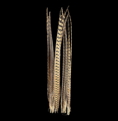 Ringneck Pheasant Tail Feathers-Taxidermy-White Fox Fur & Feather-PaxtonGate
