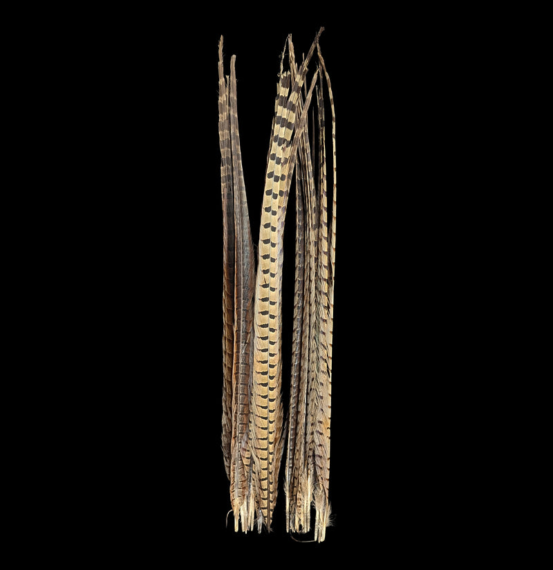 Ringneck Pheasant Tail Feathers-Taxidermy-White Fox Fur & Feather-PaxtonGate