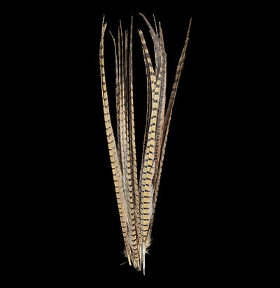 Ringneck Pheasant Tail Feathers-Taxidermy-White Fox Fur & Feather-PaxtonGate