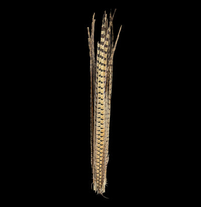 Ringneck Pheasant Tail Feathers-Taxidermy-White Fox Fur & Feather-PaxtonGate