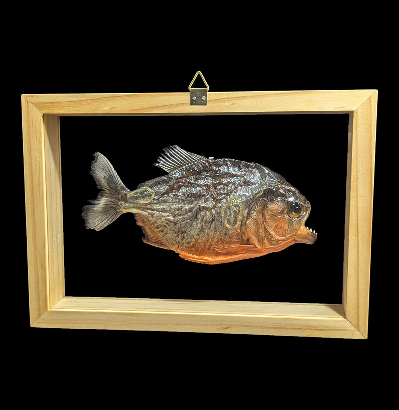 Double Glass Framed Piranha-Taxidermy-Natural Insect-PaxtonGate