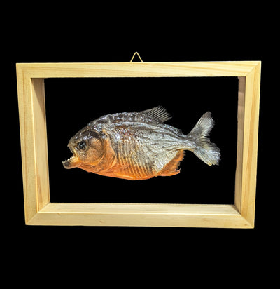 Double Glass Framed Piranha-Taxidermy-Natural Insect-PaxtonGate