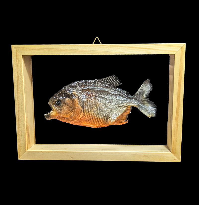 Double Glass Framed Piranha-Taxidermy-Natural Insect-PaxtonGate