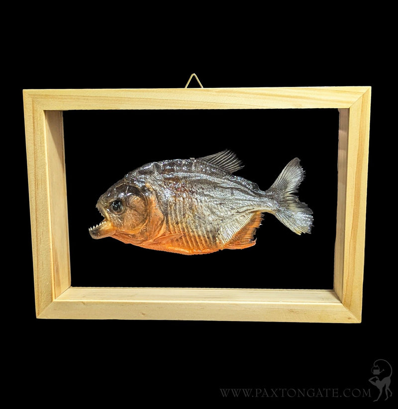 Double Glass Framed Piranha For Sale