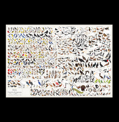Birds of North America Scratch Off Chart-Prints-Pop Chart-PaxtonGate