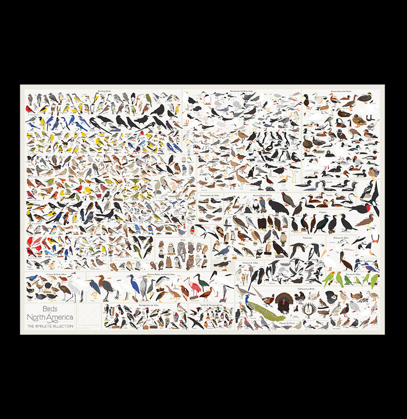 Birds of North America Scratch Off Chart-Prints-Pop Chart-PaxtonGate