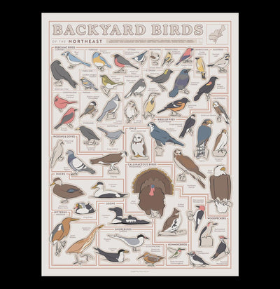 Birds of the Northeast Scratch-Off Chart-Posters-Pop Chart-PaxtonGate