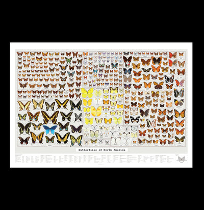 Butterflies of North American Scratch Off Chart-Prints-Pop Chart-PaxtonGate