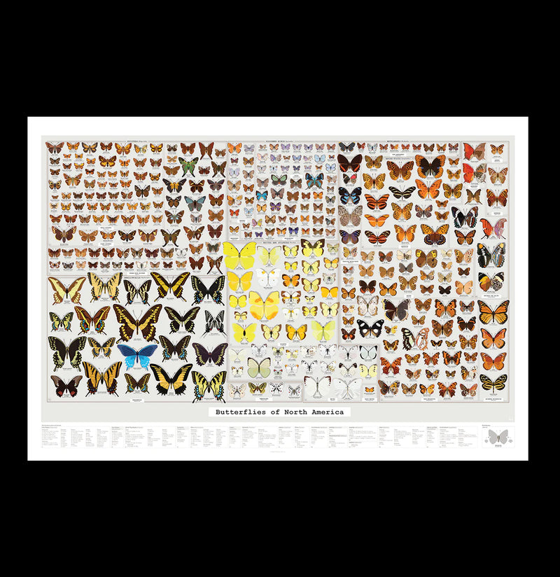 Butterflies of North American Scratch Off Chart-Prints-Pop Chart-PaxtonGate