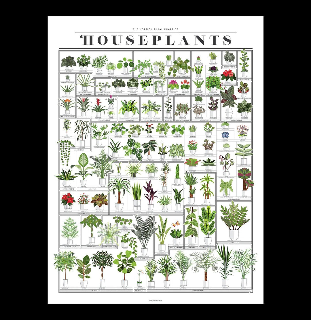house plant chart Horticultural Chart of Houseplants For Sale