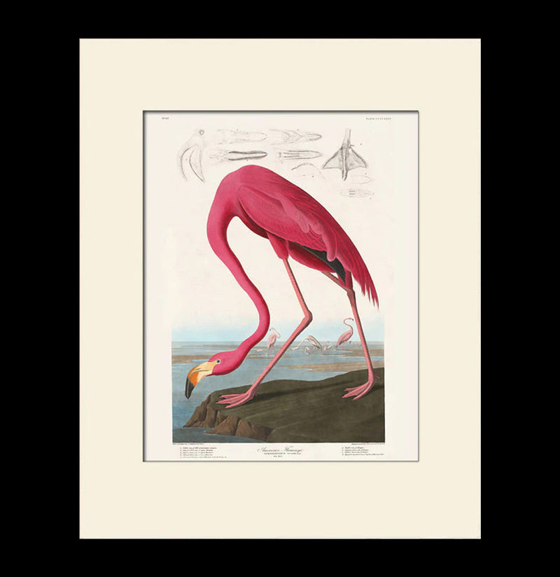 Flamingo Print-Prints-Bristol & London-PaxtonGate