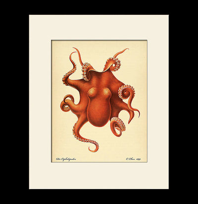 Red Octopus Print-Prints-Bristol & London-PaxtonGate