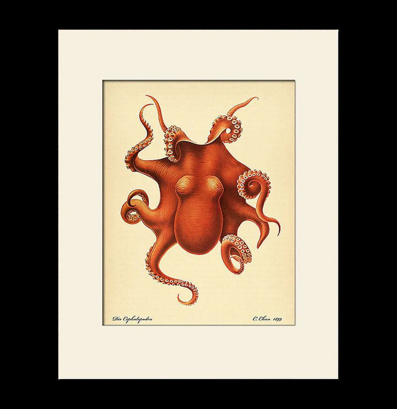 Red Octopus Print-Prints-Bristol & London-PaxtonGate