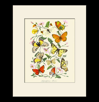 Butterflies and Botanical Print-Prints-Bristol & London-PaxtonGate