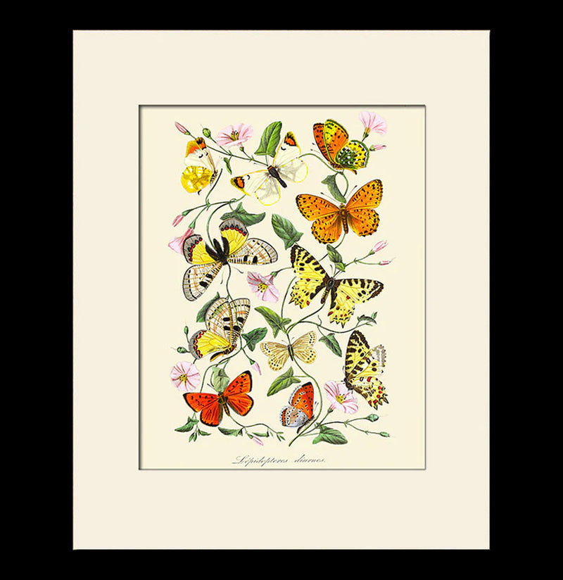 Butterflies and Botanical Print-Prints-Bristol & London-PaxtonGate