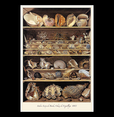 Cabinet of Curiosities Poster-Posters-Bristol & London-PaxtonGate