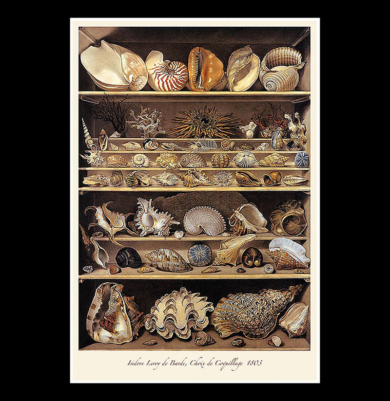 Cabinet of Curiosities Poster-Posters-Bristol & London-PaxtonGate