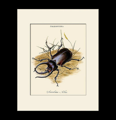 Atlas Beetle Print-Prints-Bristol & London-PaxtonGate