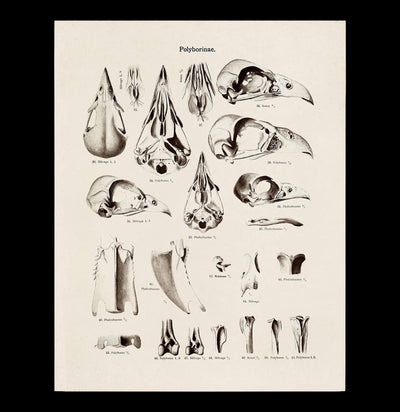 Bird Skulls Print-Prints-Curious Prints-PaxtonGate