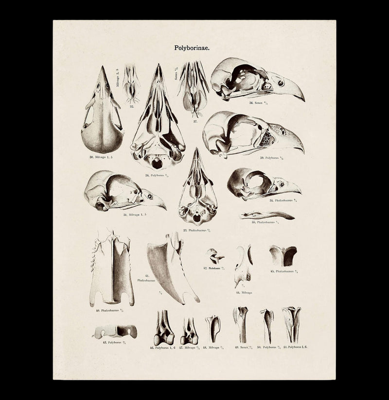 Bird Skulls Print-Prints-Curious Prints-PaxtonGate