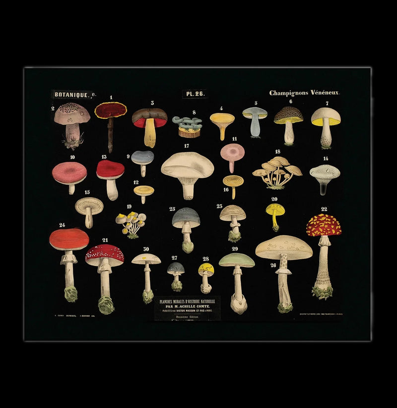 Vintage Black Mushroom Print-Prints-Curious Prints-PaxtonGate