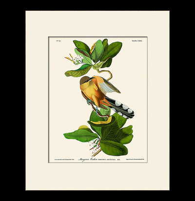 Mangrove Cuckoo Print-Prints-Bristol & London-PaxtonGate