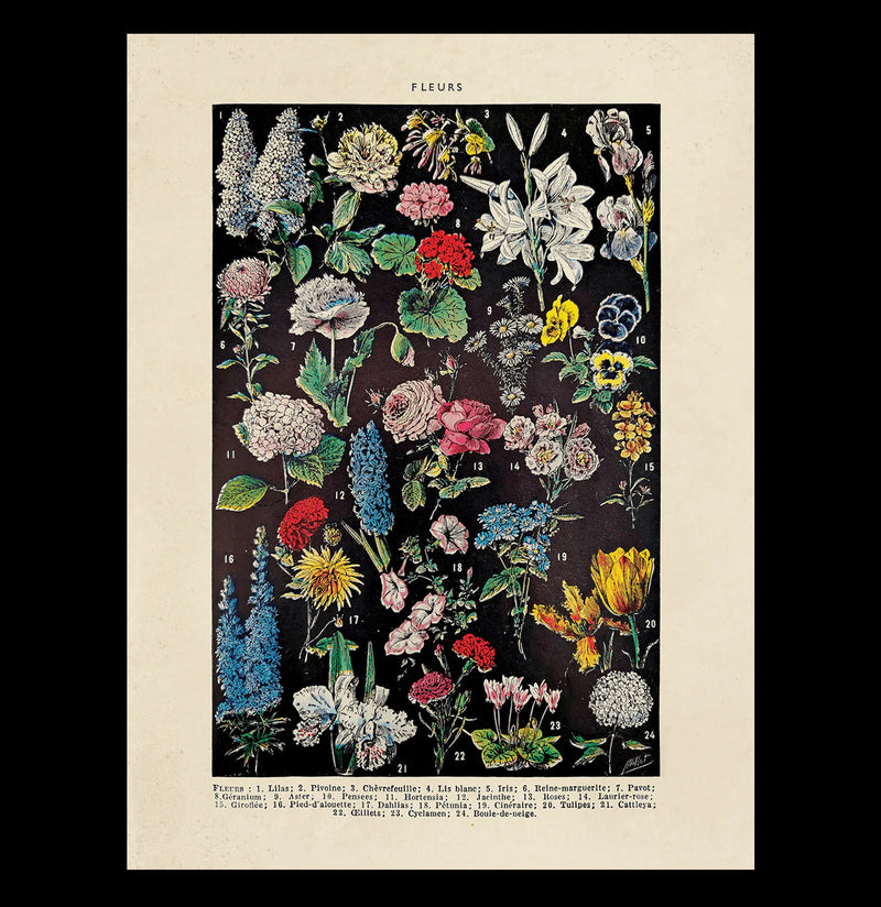 Vintage Botanical Fleurs Flower Print-Prints-Curious Prints-PaxtonGate