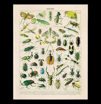 Vintage Millot Insects Print-Prints-Curious Prints-PaxtonGate