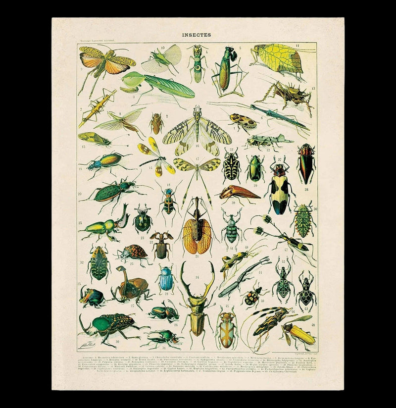 Vintage Millot Insects Print-Prints-Curious Prints-PaxtonGate