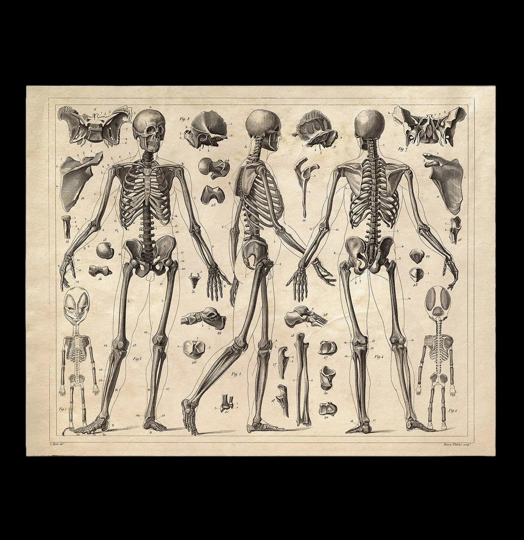 Vintage Anatomy Skeleton Diagram Print – Paxton Gate