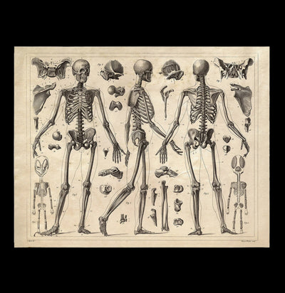 Vintage Anatomy Skeleton Diagram Print-Prints-Curious Prints-PaxtonGate