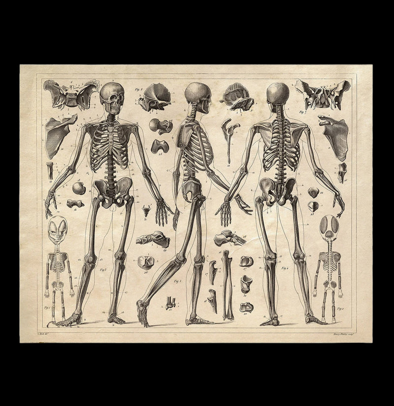 Vintage Anatomy Skeleton Diagram Print-Prints-Curious Prints-PaxtonGate