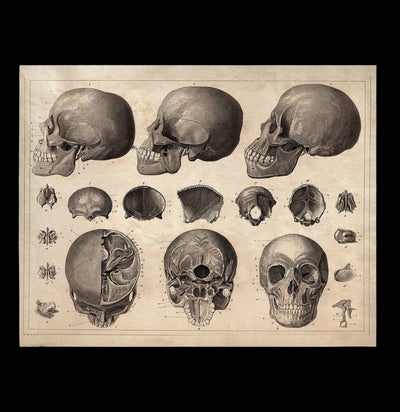 Vintage Anatomy Skull Diagram Print-Prints-Curious Prints-PaxtonGate